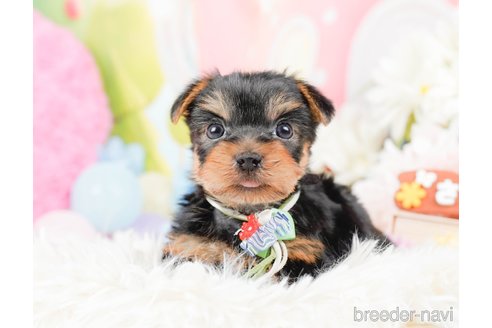 成約済の神奈川県のヨークシャーテリア-287246