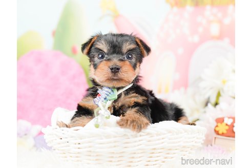 成約済の神奈川県のヨークシャーテリア-287246の5枚目