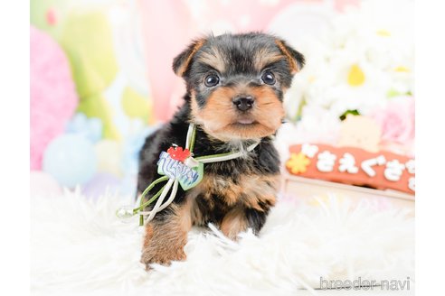 成約済の神奈川県のヨークシャーテリア-287246の6枚目