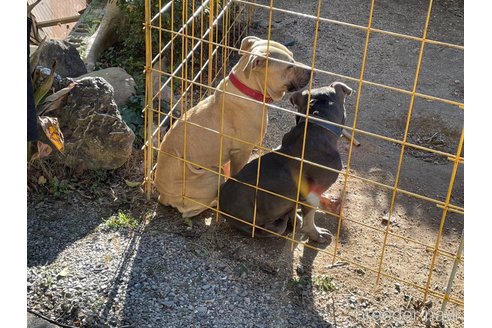 成約済の佐賀県のアメリカンピットブルテリア-287269の4枚目