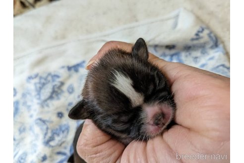 成約済の神奈川県のシーズー-287325の1枚目