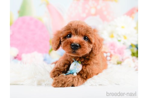 成約済の神奈川県のトイプードル-287335