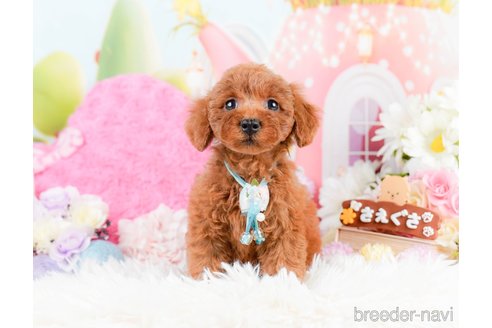 成約済の神奈川県のトイプードル-287335の11枚目