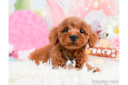 成約済の神奈川県のトイプードル-287335の7枚目