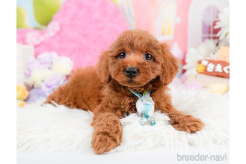 成約済の神奈川県のトイプードル-287335の8枚目