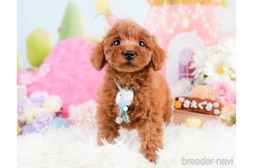 成約済の神奈川県のトイプードル-287335の9枚目