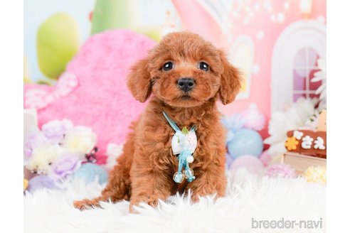 成約済の神奈川県のトイプードル-287335の10枚目