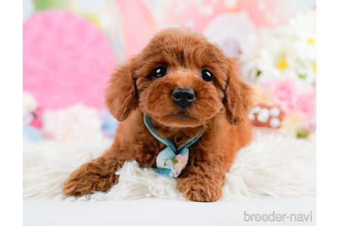 成約済の神奈川県のトイプードル-287335の3枚目