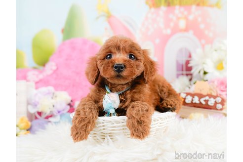 成約済の神奈川県のトイプードル-287335の5枚目