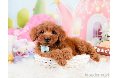 成約済の神奈川県のトイプードル-287335の6枚目