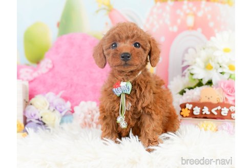 成約済の神奈川県のトイプードル-287337の8枚目