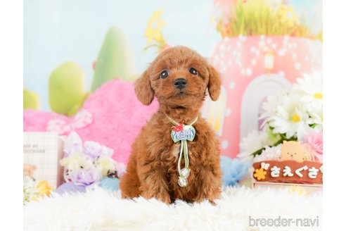 成約済の神奈川県のトイプードル-287337の9枚目