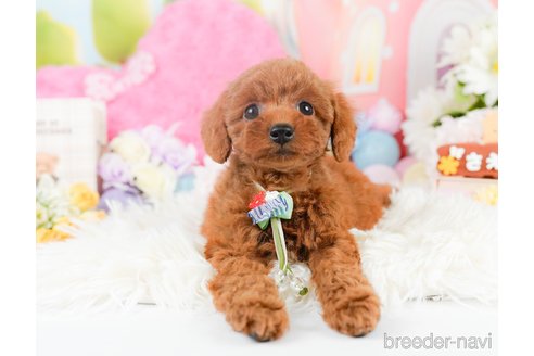 成約済の神奈川県のトイプードル-287337の10枚目