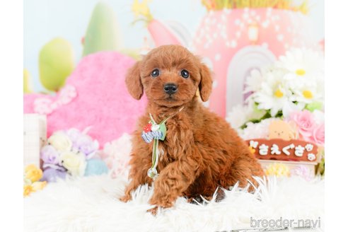 成約済の神奈川県のトイプードル-287337