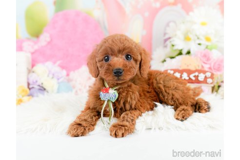 成約済の神奈川県のトイプードル-287337の5枚目