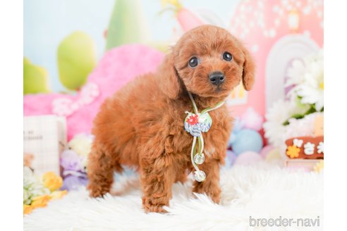 成約済の神奈川県のトイプードル-287337の6枚目