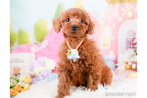 成約済の神奈川県のトイプードル-287341の10枚目