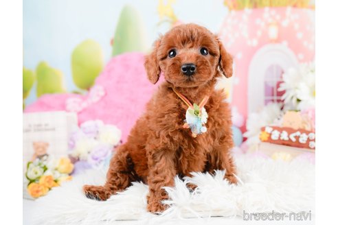 成約済の神奈川県のトイプードル-287341の11枚目