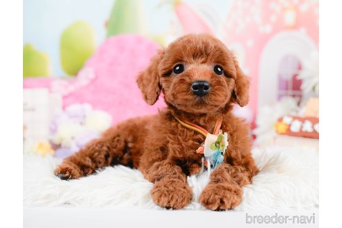 成約済の神奈川県のトイプードル-287341の5枚目