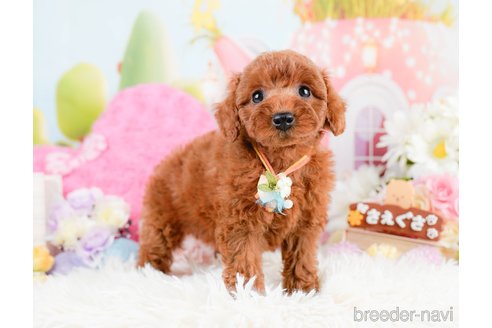 成約済の神奈川県のトイプードル-287341の6枚目