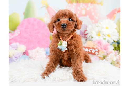 成約済の神奈川県のトイプードル-287341の3枚目