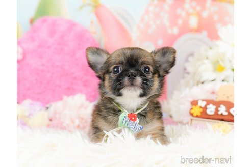 成約済の神奈川県のチワワ(ロングコート)-287347の10枚目