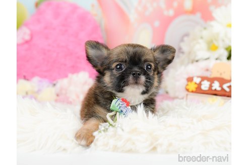 成約済の神奈川県のチワワ(ロングコート)-287347の11枚目