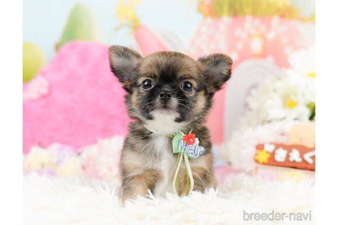 成約済の神奈川県のチワワ(ロングコート)-287347の5枚目