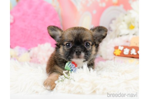 成約済の神奈川県のチワワ(ロングコート)-287347の6枚目
