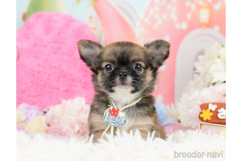 成約済の神奈川県のチワワ(ロングコート)-287347の7枚目