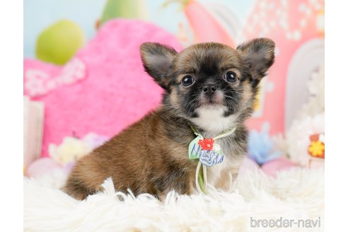 成約済の神奈川県のチワワ(ロングコート)-287347の1枚目