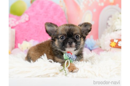 成約済の神奈川県のチワワ(ロングコート)-287347の8枚目