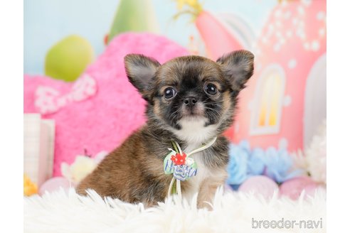 成約済の神奈川県のチワワ(ロングコート)-287347の9枚目