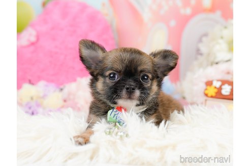 成約済の神奈川県のチワワ(ロングコート)-287347の3枚目