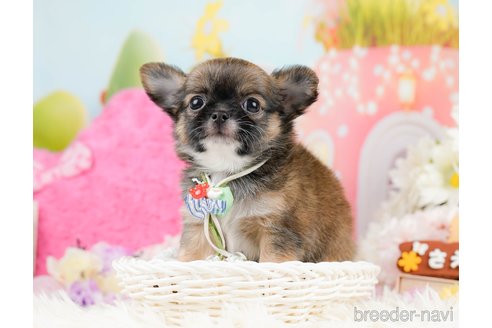 成約済の神奈川県のチワワ(ロングコート)-287347の4枚目