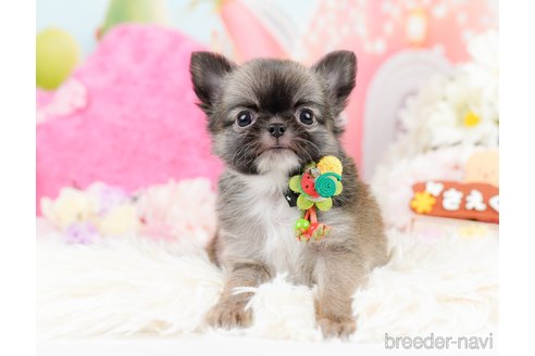 成約済の神奈川県のチワワ(ロングコート)-287350の10枚目