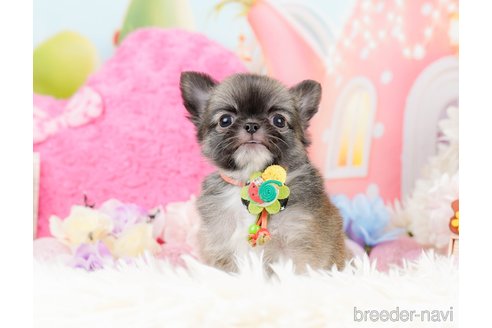 成約済の神奈川県のチワワ(ロングコート)-287350の11枚目