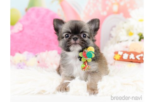 成約済の神奈川県のチワワ(ロングコート)-287350の1枚目