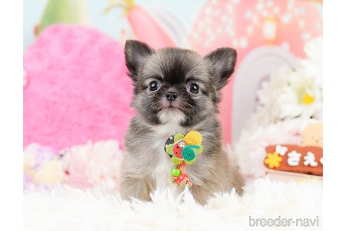 成約済の神奈川県のチワワ(ロングコート)-287350の4枚目