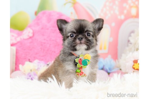 成約済の神奈川県のチワワ(ロングコート)-287350の5枚目