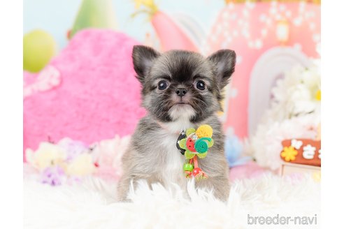 成約済の神奈川県のチワワ(ロングコート)-287350の6枚目