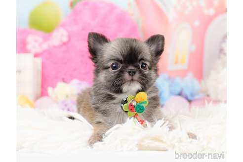 成約済の神奈川県のチワワ(ロングコート)-287350の7枚目
