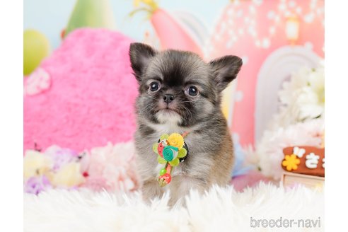 成約済の神奈川県のチワワ(ロングコート)-287350の8枚目