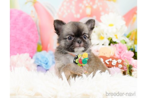 成約済の神奈川県のチワワ(ロングコート)-287350の9枚目