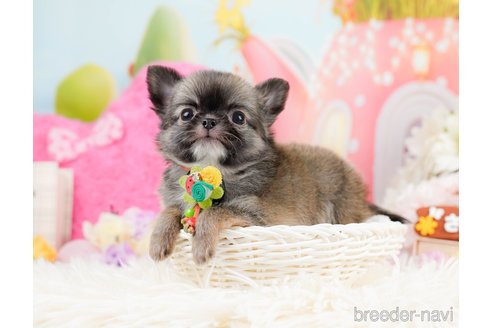 成約済の神奈川県のチワワ(ロングコート)-287350の3枚目