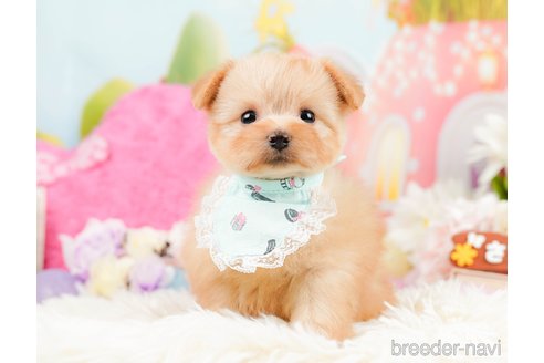 成約済の神奈川県のポメプー:ポメラニアン×トイプードル-287352の5枚目