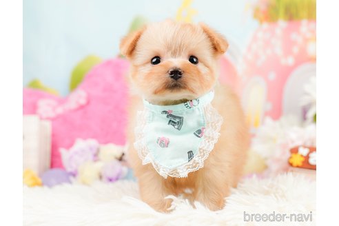 成約済の神奈川県のポメプー:ポメラニアン×トイプードル-287352の6枚目