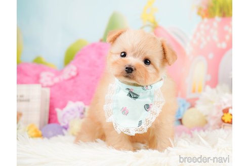 成約済の神奈川県のポメプー:ポメラニアン×トイプードル-287352の7枚目