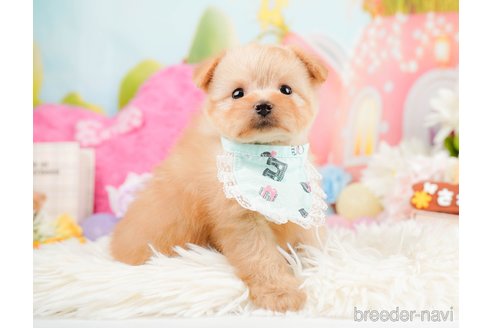 成約済の神奈川県のポメプー:ポメラニアン×トイプードル-287352の8枚目