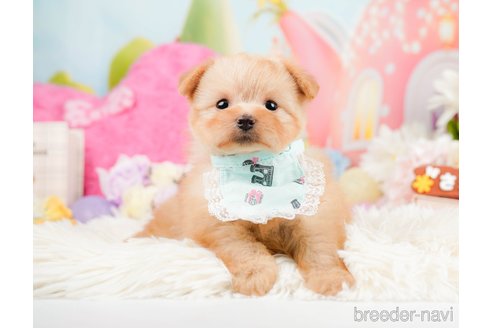 成約済の神奈川県のポメプー:ポメラニアン×トイプードル-287352の9枚目